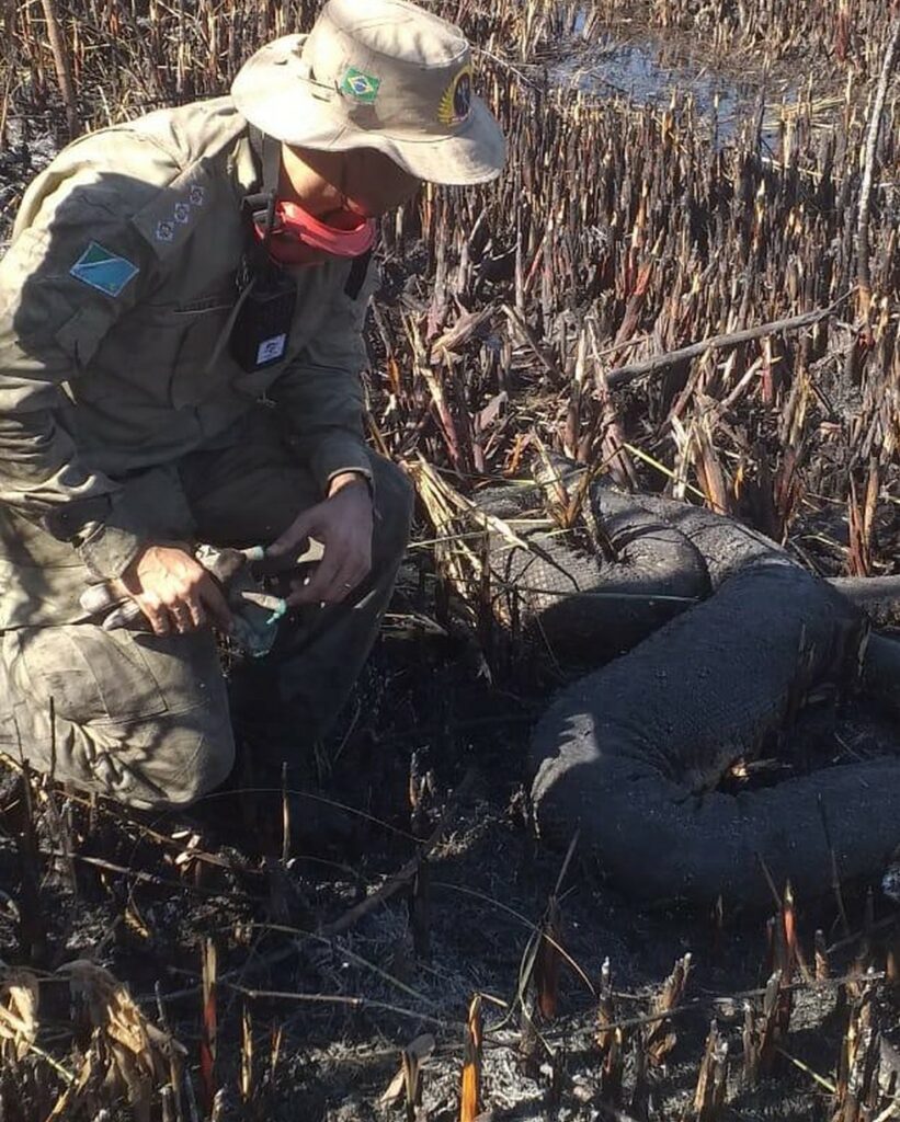 Fogo atinge quase 4 mil hectares em Bonito e Pantanal já se incendeia