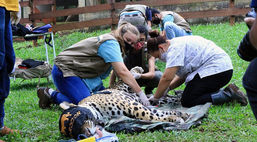 Sete meses depois onça solta no Pantanal está caçando e anda 8 km por noite