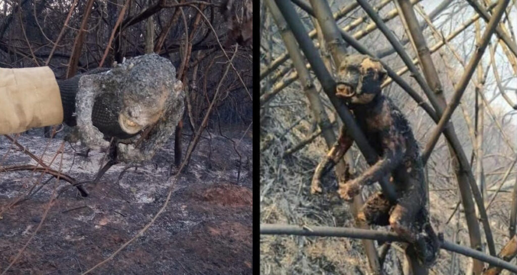 Fogo em MS já provoca tristes e impactantes imagens