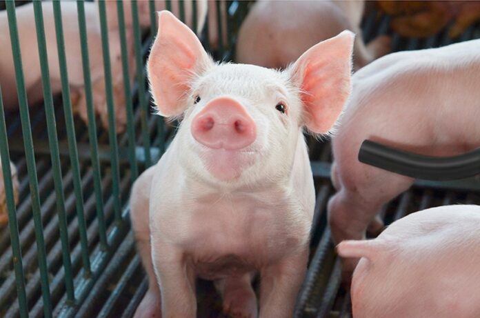 leitao-SANPHAR-Com-estande-virtual-SANPHAR-Saude-Animal-reforca-biosseguridade-durante-o-13-Simposio-Brasil-Sul-de-Suinocultura -foto-Marcos-Peron