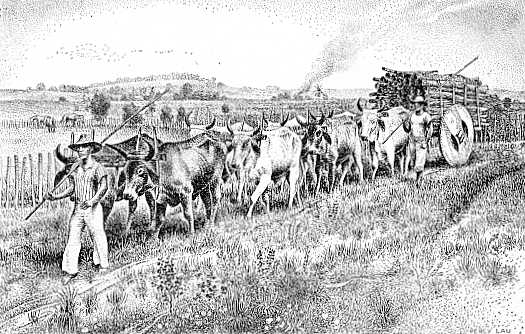 Campo Grande 122 anos: Veja um pouco da história da Capital Morena Campo Grande 122 anos: Veja um pouco da história da Capital Morena