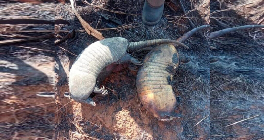 Fogo em MS já provoca tristes e impactantes imagens