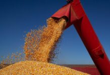 Produtividade do milho supera 170 sacas por hectare em município de MS
