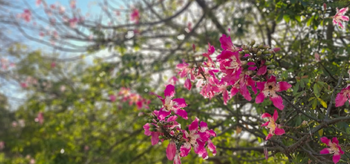 Campo Grande comemora o Dia da Árvore valorizando e multiplicando espécies