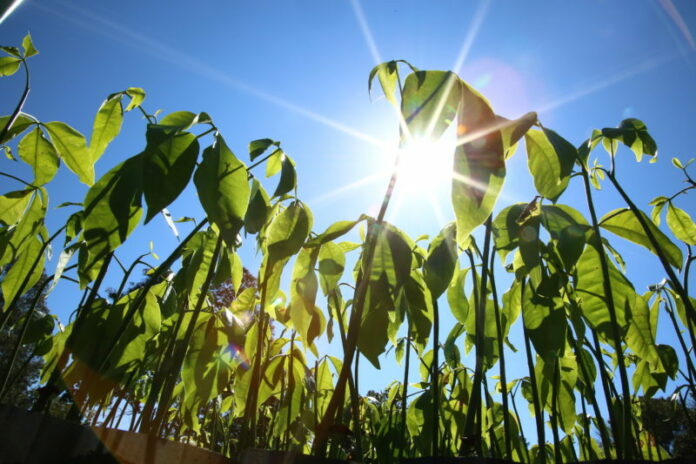 Campo Grande comemora o Dia da Árvore valorizando e multiplicando espécies