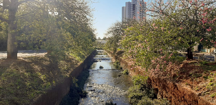 Campo Grande comemora o Dia da Árvore valorizando e multiplicando espécies