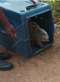 PMA resgata três animais silvestres em residências e até posto de combustível