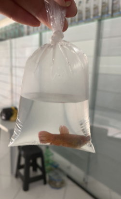 Fiscalização apreende 214 peixes ornamentais em centro comercial de CG
