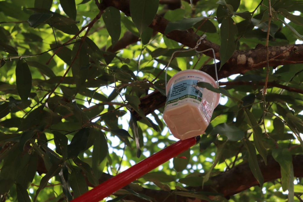 Moreninhas recebe projeto piloto de soltura dos ovos de mosquito Aedes Aegyti com wolbachia Moreninhas recebe projeto piloto de soltura dos ovos de mosquito Aedes Aegyti com wolbachia