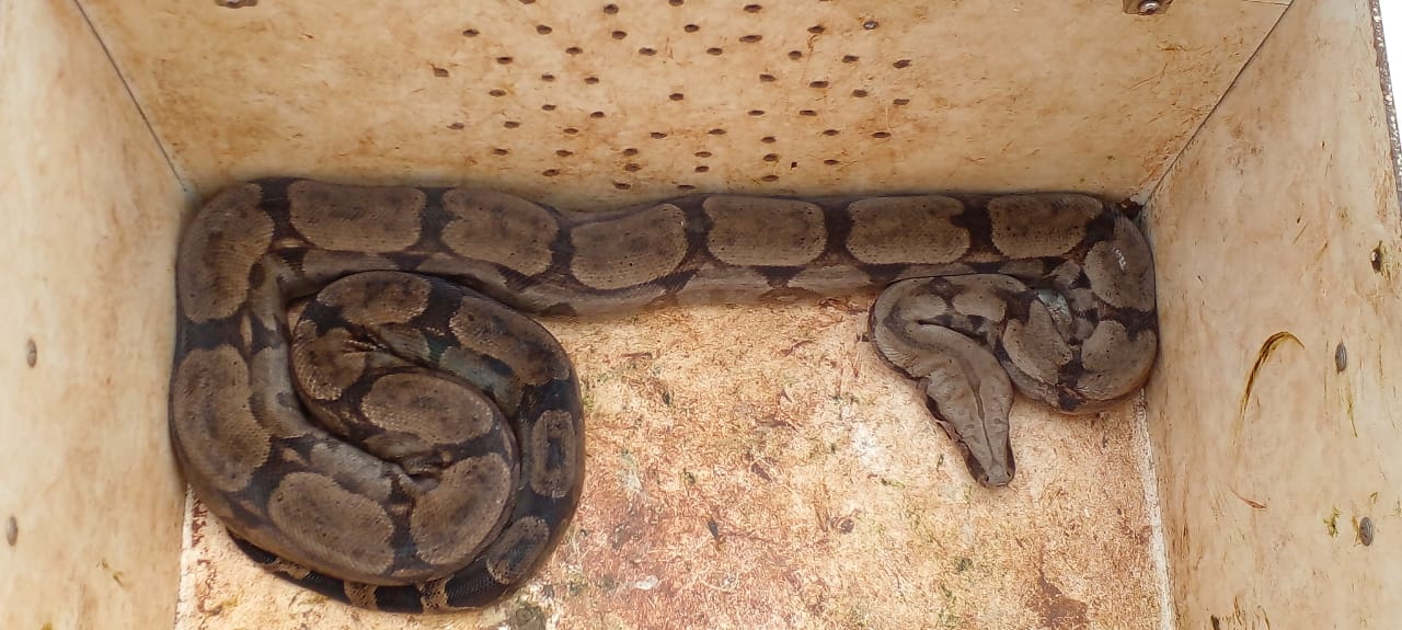 Jiboia de quase dois metros é encontrada por mulher sob telhado da residência