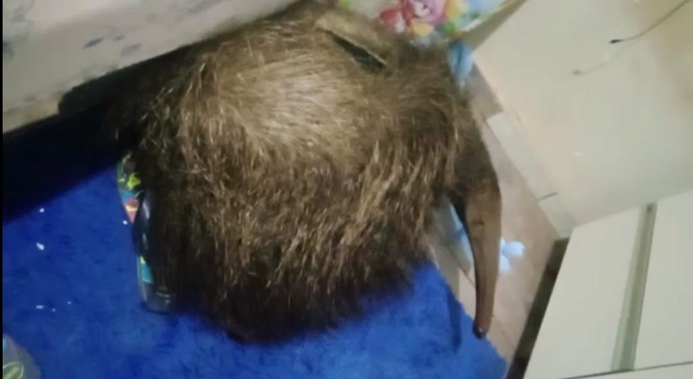 Vídeo: tamanduá-bandeira é encontrado dentro de quarto de residência no monte castelo