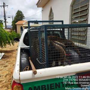 Quase oito bichos por dia são resgatados e capturados em MS, segundo PMA Quase oito bichos por dia são resgatados e capturados em MS, segundo PMA