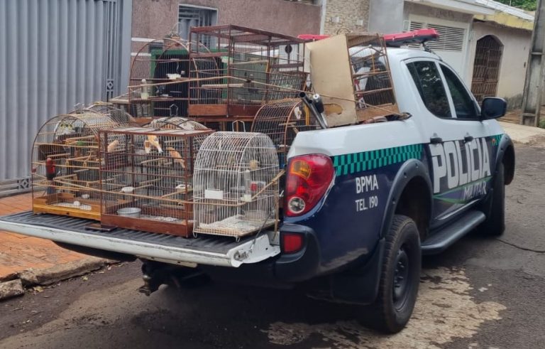 Com R$ 3 milhões em multas, PMA autuou 99 pessoas por crimes contra fauna em 2021 Com R$ 3 milhões em multas, PMA autuou 99 pessoas por crimes contra fauna em 2021