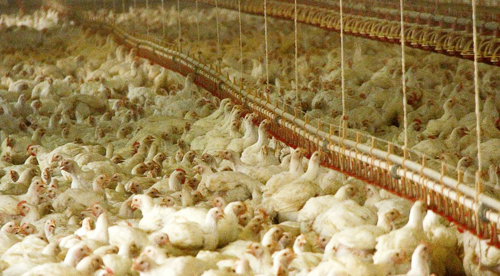 Decreto em função da seca também auxilia setor da avicultura no MS