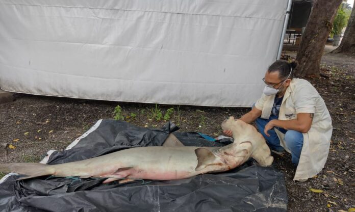 Museu Nacional recebe tubarão-martelo encontrado no Rio de Janeiro