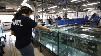 Circuito interno de tanques do Aquário do Pantanal começa a receber peixes