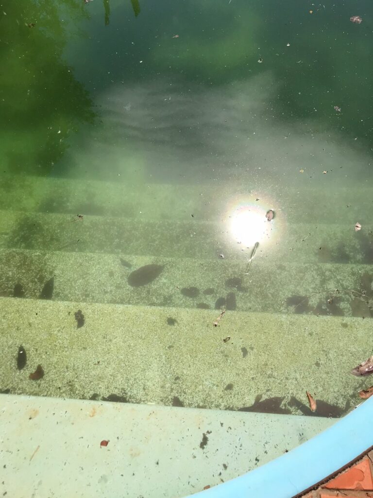 Com piscina aparentemente abandonada, moradores reclamam de conservação em escola no Estrela do Sul Com piscina aparentemente abandonada, moradores reclamam de conservação em escola no Estrela do Sul