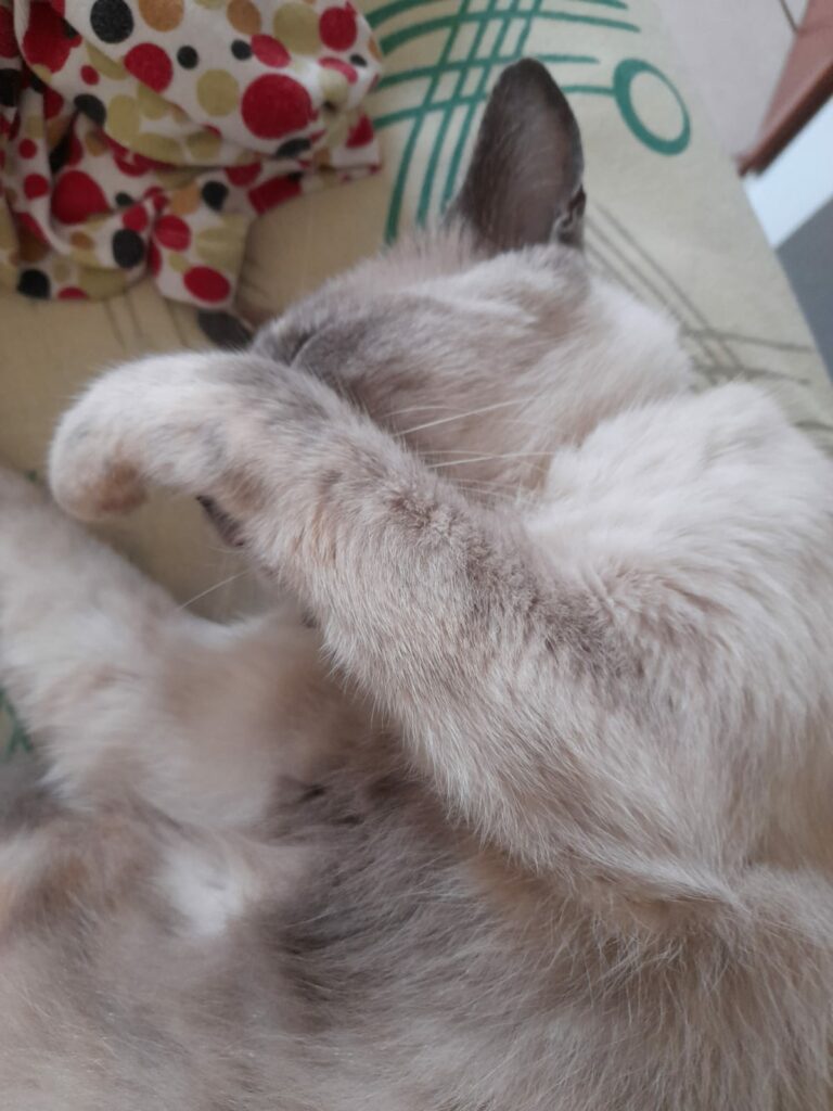 No dia Mundial do Gato, publicitária conta história de superação, com ajuda de dois companheiros peludos