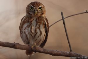 Evento “Vem Passarinhar MS” promove o birdwatching e inaugura placa com espécies de aves em Corumbá