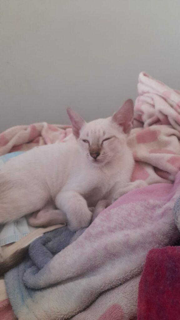 No dia Mundial do Gato, publicitária conta história de superação, com ajuda de dois companheiros peludos