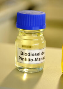 Pinhão-manso pode controlar o pulgão-verde, praga de dezenas de culturas Pinhão-manso pode controlar o pulgão-verde, praga de dezenas de culturas