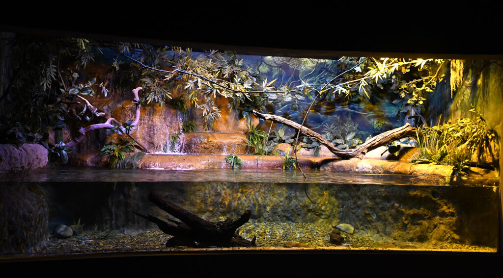 Bioparque Pantanal: conheça o maior circuito de aquários de água doce do mundo Bioparque Pantanal: conheça o maior circuito de aquários de água doce do mundo