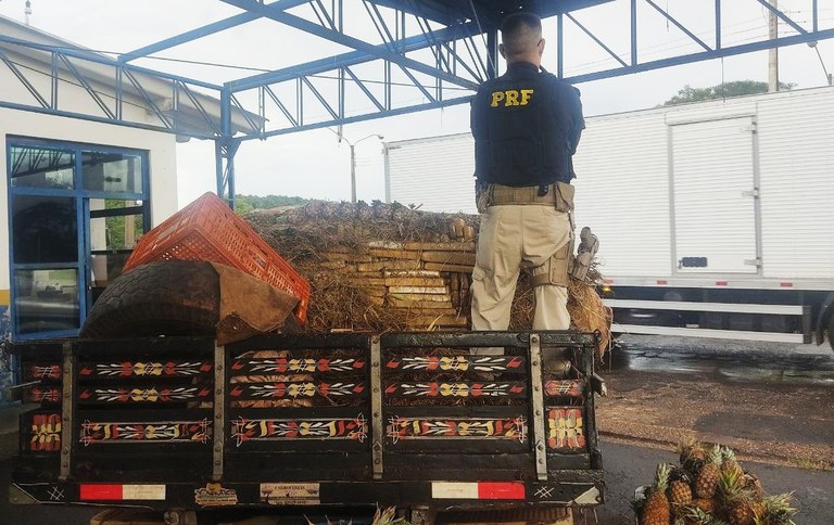 Carregamento de maconha e skunk é localizado em carga de abacaxis na BR-376