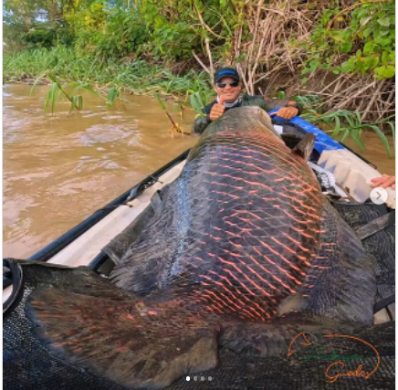 Dupla pesca um pirarucu de mais de dois metros e 100 quilos