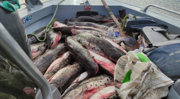 Três paraguaios são presos por pesca predatória em corixos no Pantanal