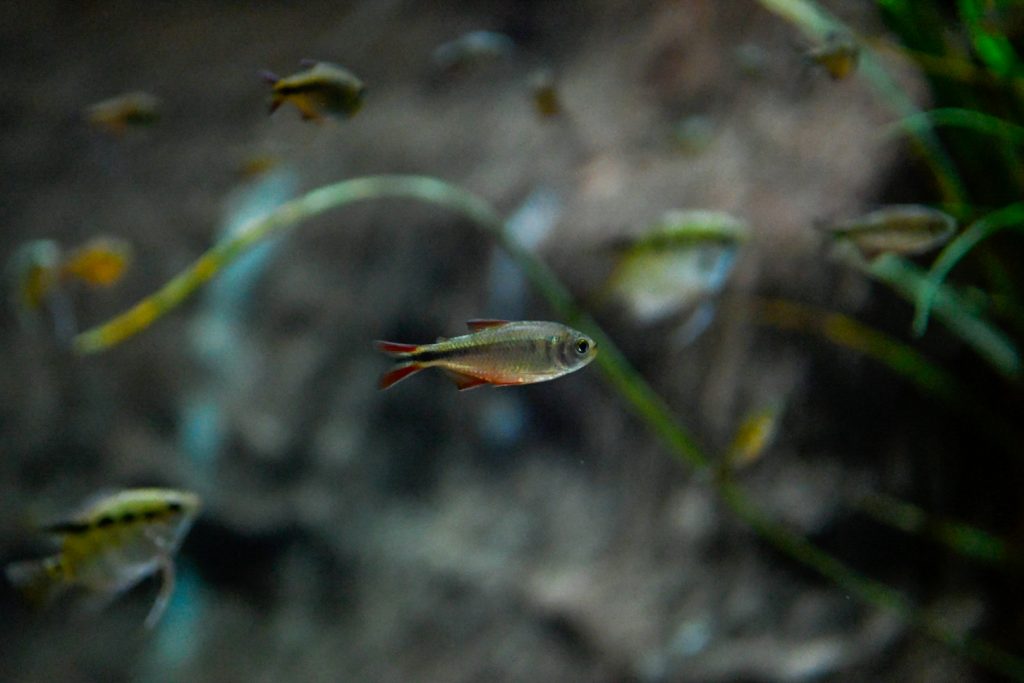 Bioparque Pantanal tem reprodução inédita no mundo de espécie descoberta em MS