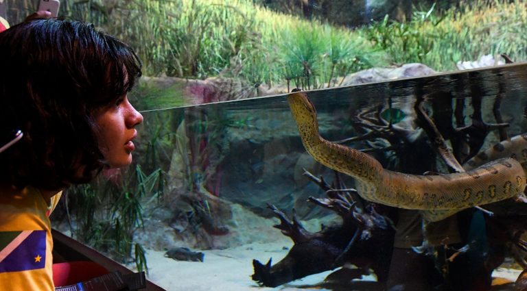 Disputa acirrada chega ao fim e sucuri do Bioparque Pantanal será batizada 