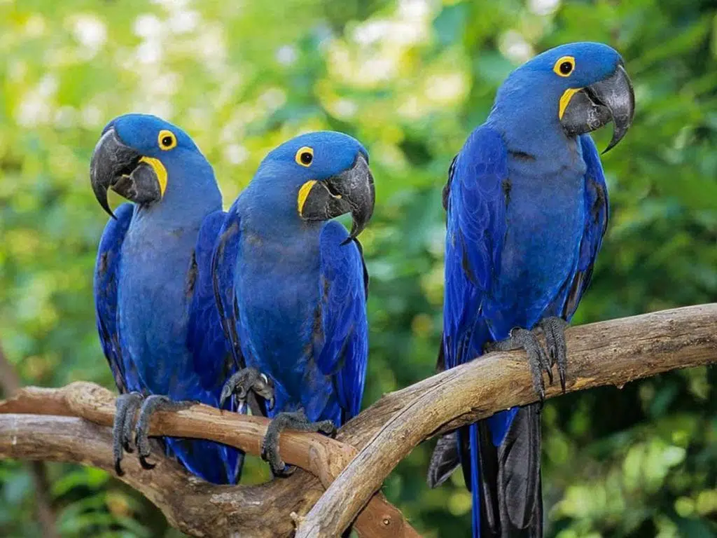 Ararinhas-azuis são soltas na natureza 20 anos depois de extinção