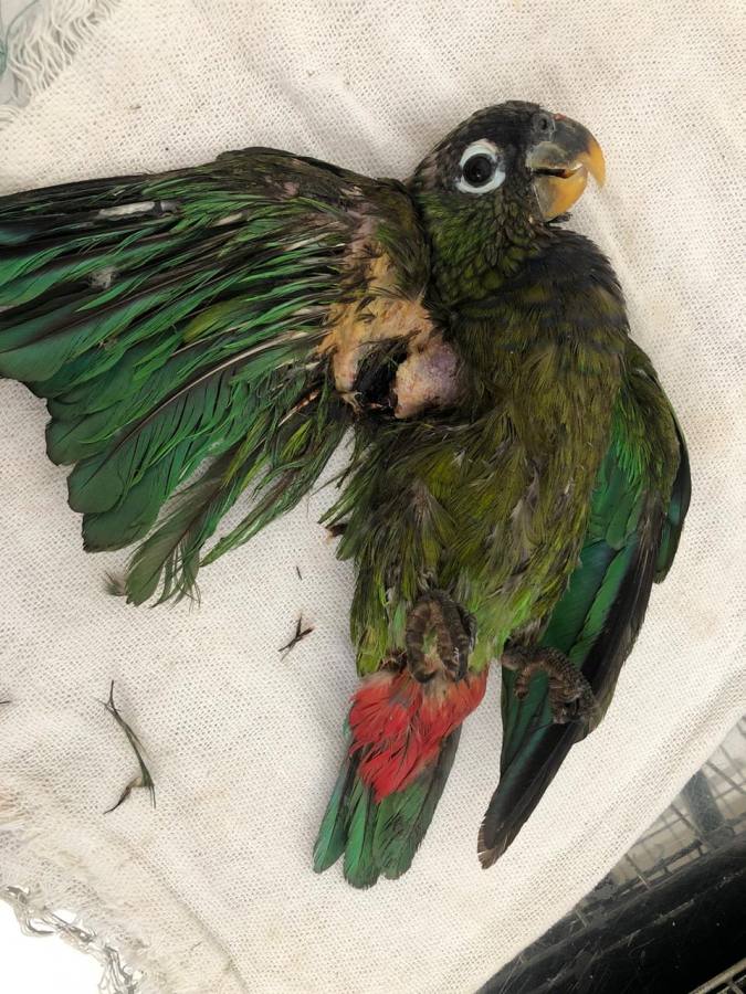 No Pantanal, 19 pássaros feridos por linha de pipa foram resgatados neste ano