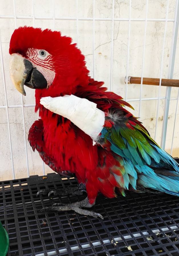 No Pantanal, 19 pássaros feridos por linha de pipa foram resgatados neste ano