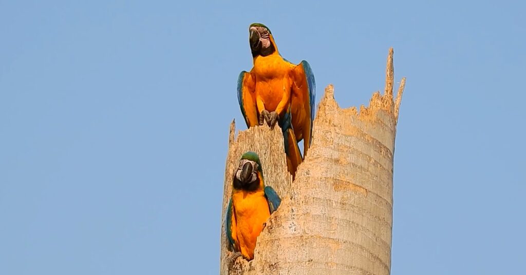 Passarinhando em CG: Capital sul-mato-grossense tem mais de 400 aves catalogadas Passarinhando em CG: Capital sul-mato-grossense tem mais de 400 aves catalogadas