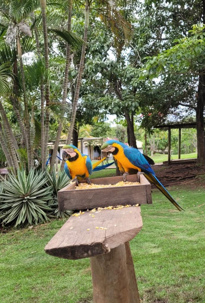 Passarinhando em CG: Capital sul-mato-grossense tem mais de 400 aves catalogadas Passarinhando em CG: Capital sul-mato-grossense tem mais de 400 aves catalogadas
