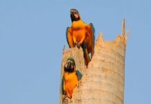 De tucanos a araras, Campo Grande tem mais de 400 aves catalogadas
