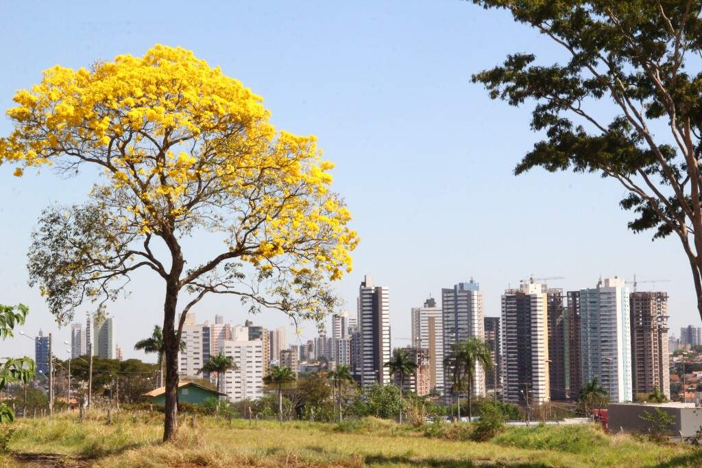 Dia da Árvore: saiba sua importância e como fazer uma adubação verde Dia da Árvore: saiba sua importância e como fazer uma adubação verde