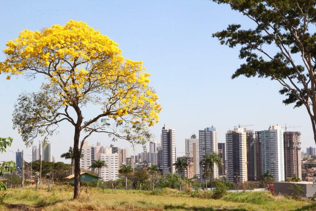 Dia da Árvore: saiba sua importância e como fazer uma adubação verde