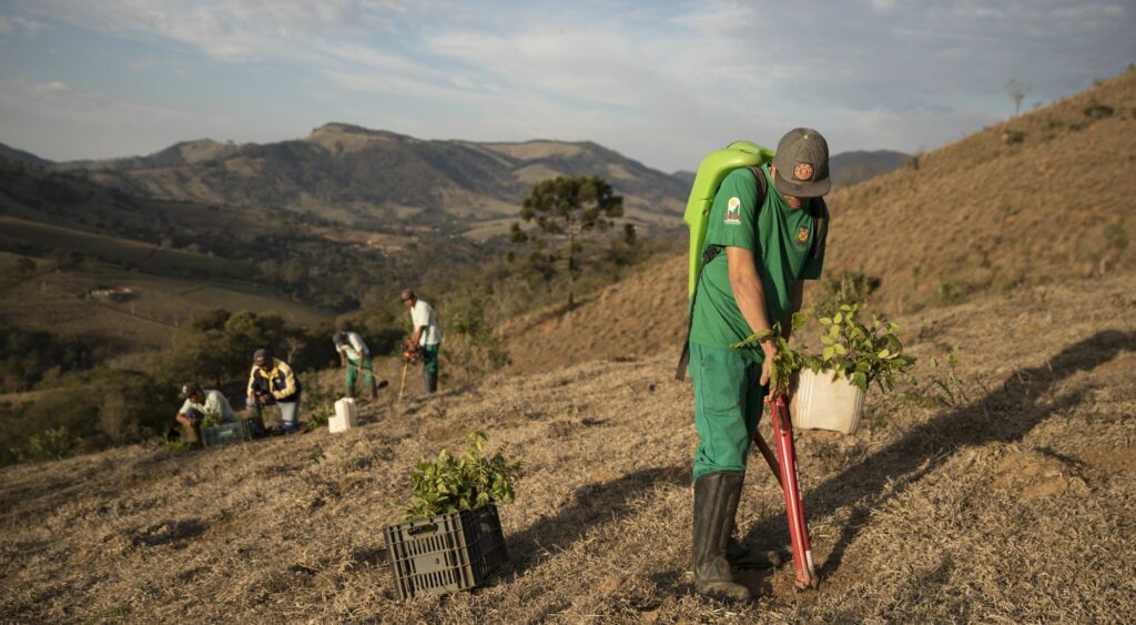 Dia da Árvore: saiba sua importância e como fazer uma adubação verde Dia da Árvore: saiba sua importância e como fazer uma adubação verde