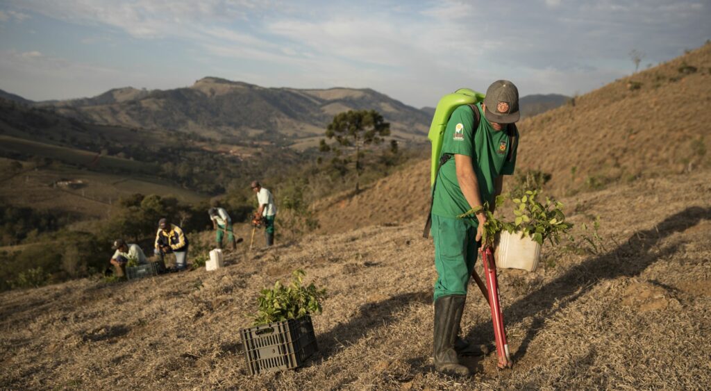 Dia da Árvore: saiba sua importância e como fazer uma adubação verde