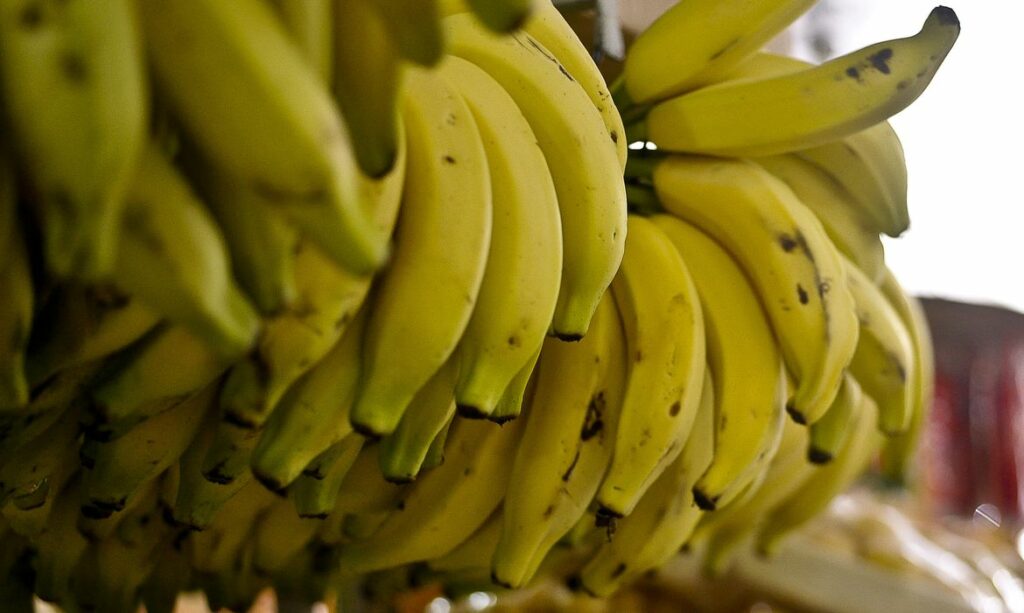 Dia Mundial da Banana: fruta tem peso no abastecimento de Mato Grosso do Sul Dia Mundial da Banana: fruta tem peso no abastecimento de Mato Grosso do Sul