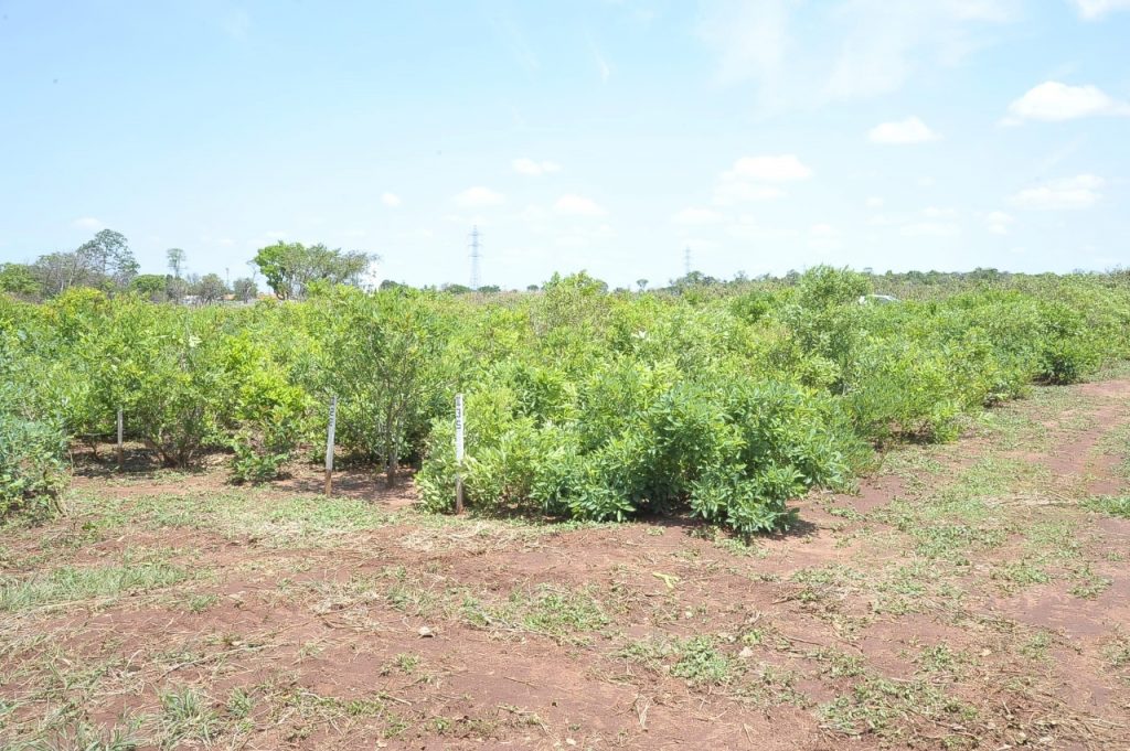 Campo Grande terá o primeiro pomar urbano de guavira do Brasil Campo Grande terá o primeiro pomar urbano de guavira do Brasil