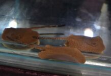 Nova mamãe: Arraia dá a luz no Bioparque Pantanal
