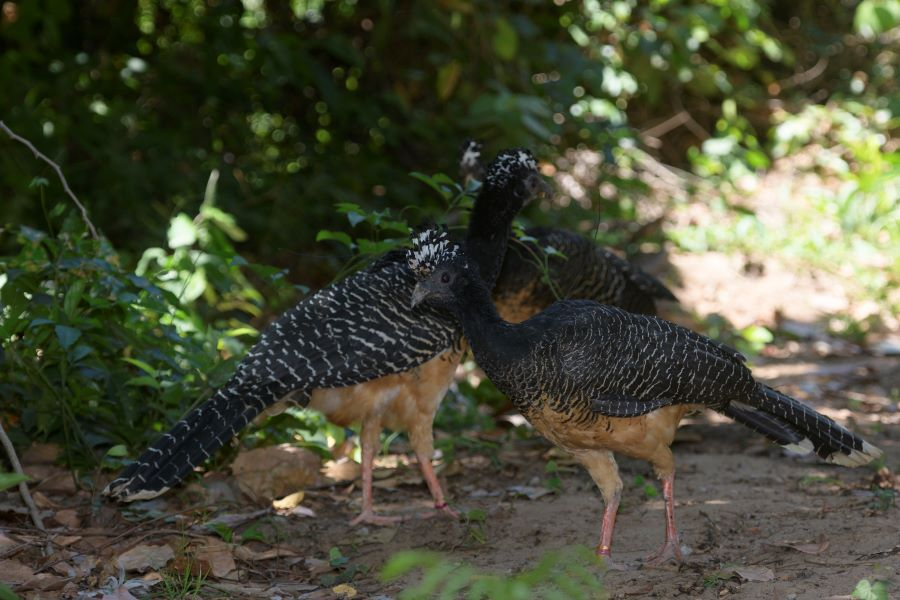 Mais 20 mutum-de-penacho são reintegrados à natureza na divisa entre MS e SP