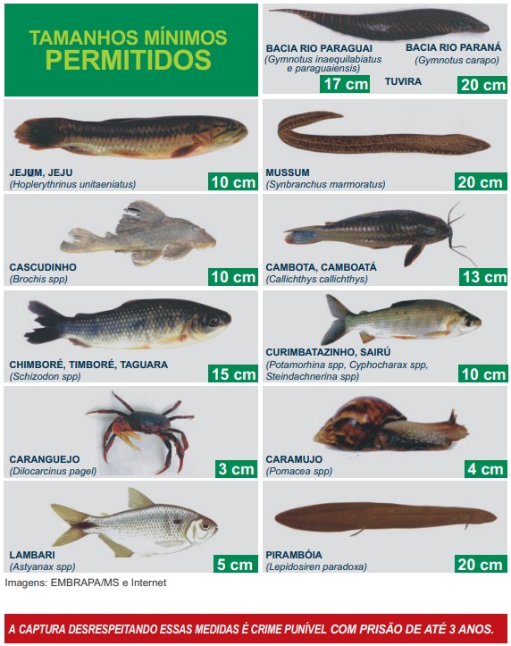 Pesca está liberada com limite de tamanho de peixe e restrição de rios