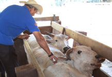 MS volta a ser reconhecido como Estado livre de aftosa sem vacinação