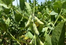 Emendas a projeto que regulamenta setor de controle de pragas urbanas são aprovadas