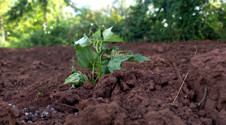 Agrofloresta em aldeia traz esperança de unir família em torno da terra Agrofloresta em aldeia traz esperança de unir família em torno da terra
