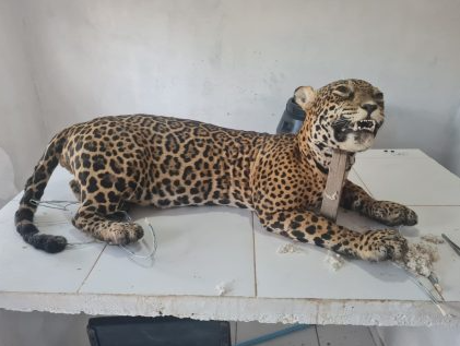Mais uma onça-pintada é encontrada morta na BR-262